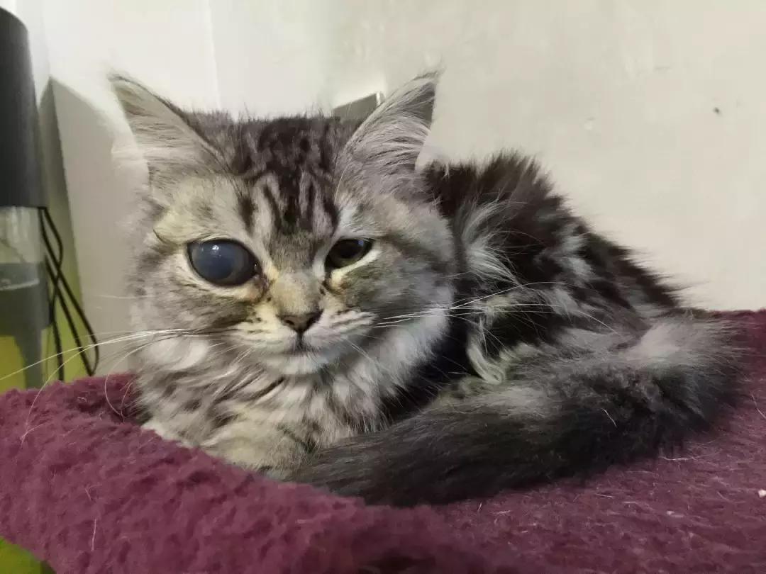青光眼合并白内障如何治疗最好,猫咪白内障的早期症状眼药水