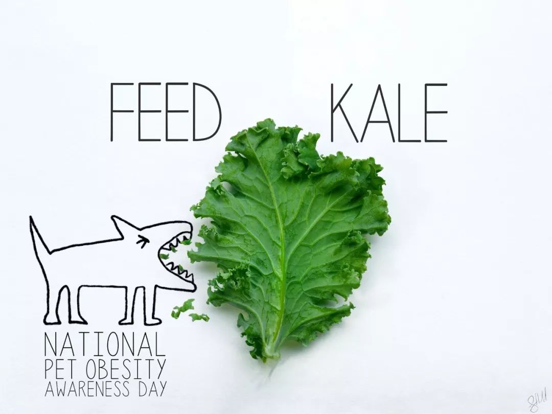 猫狗增加抵抗力的药,猫狗抗病毒的药有哪些