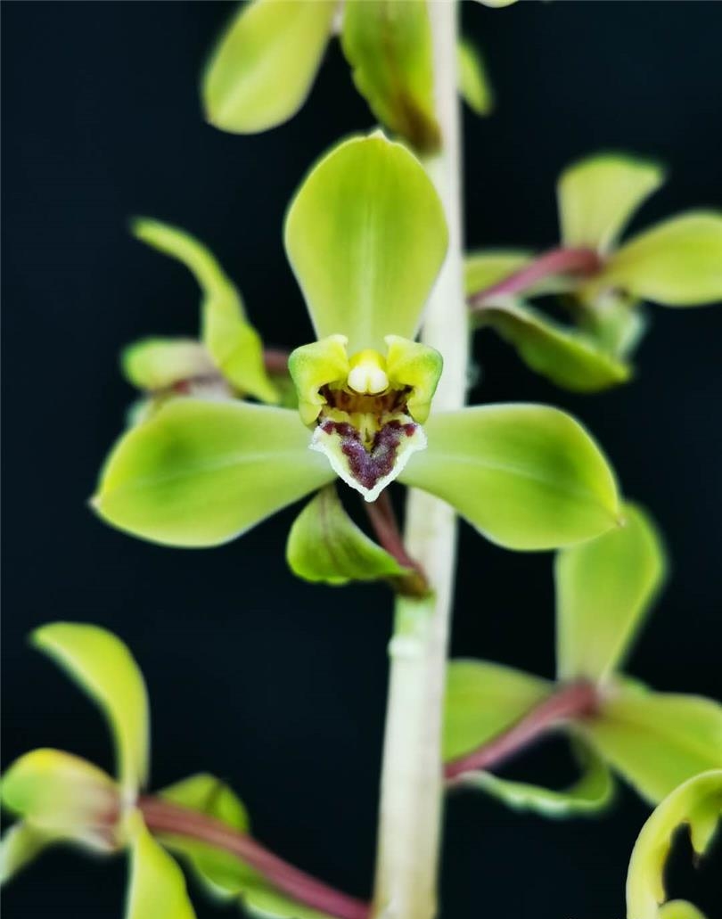 清朝乾隆年间下山的一颗蕙兰,后世称为赤蕙之首,梅瓣之王