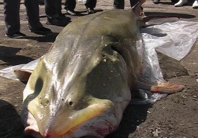 最大的鲟鳇鱼90000斤照片,鲟鳇鱼淡水之王