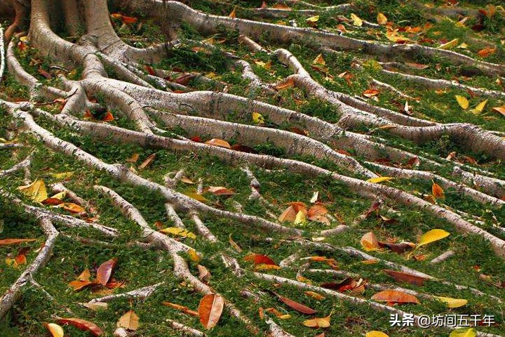 独在异乡者的家国情感,独在异乡的游子不忘初心