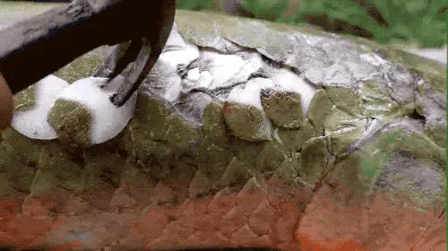 它活了上亿年，把食人鱼当“点心”，菜刀砍不动，为何败给棒槌？