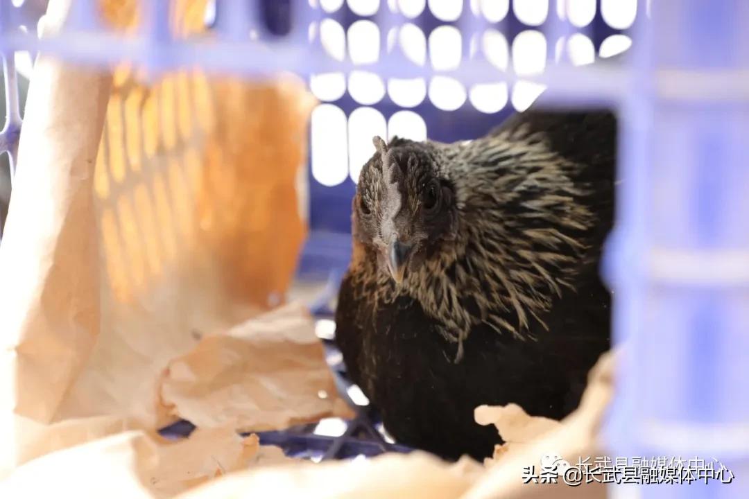 致富经|长武绿皮鸡蛋成为群众脱贫致富的“金蛋蛋”