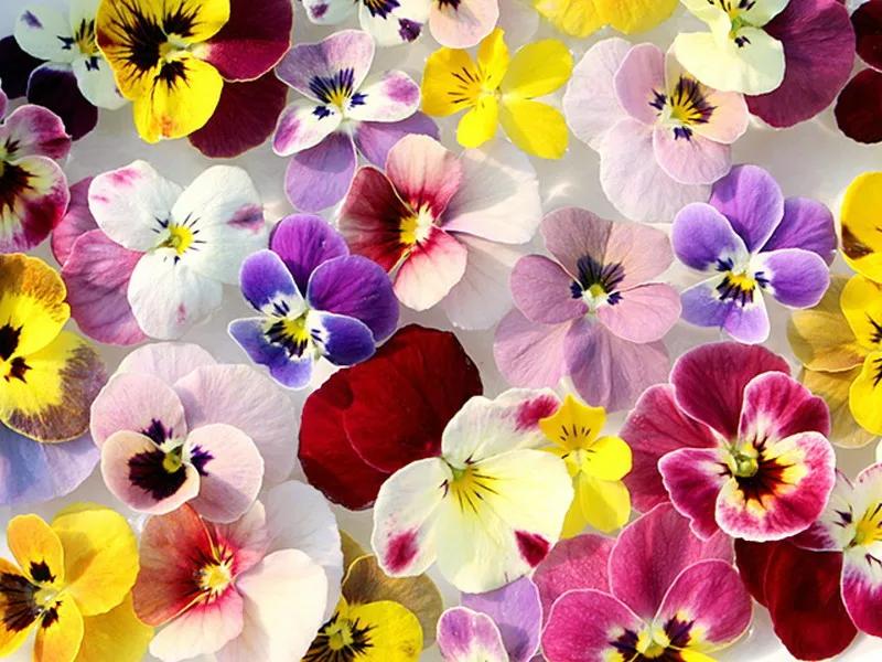 角堇和皱边角堇哪个花大,皱边角堇和穗边角堇的区别