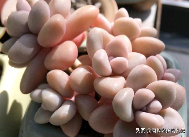 多肉艾伦长侧芽需要砍头吗,多肉中心长花箭怎么处理