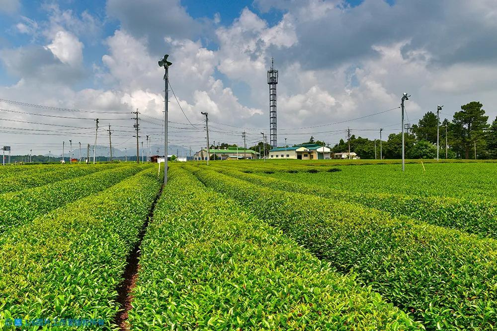 日本茶文化旅游,日本茶之都博物馆