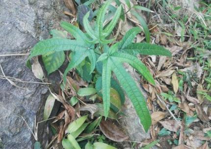 叶似手掌，根含牛奶，因价值高常年遭人盗挖，若发现请及时制止