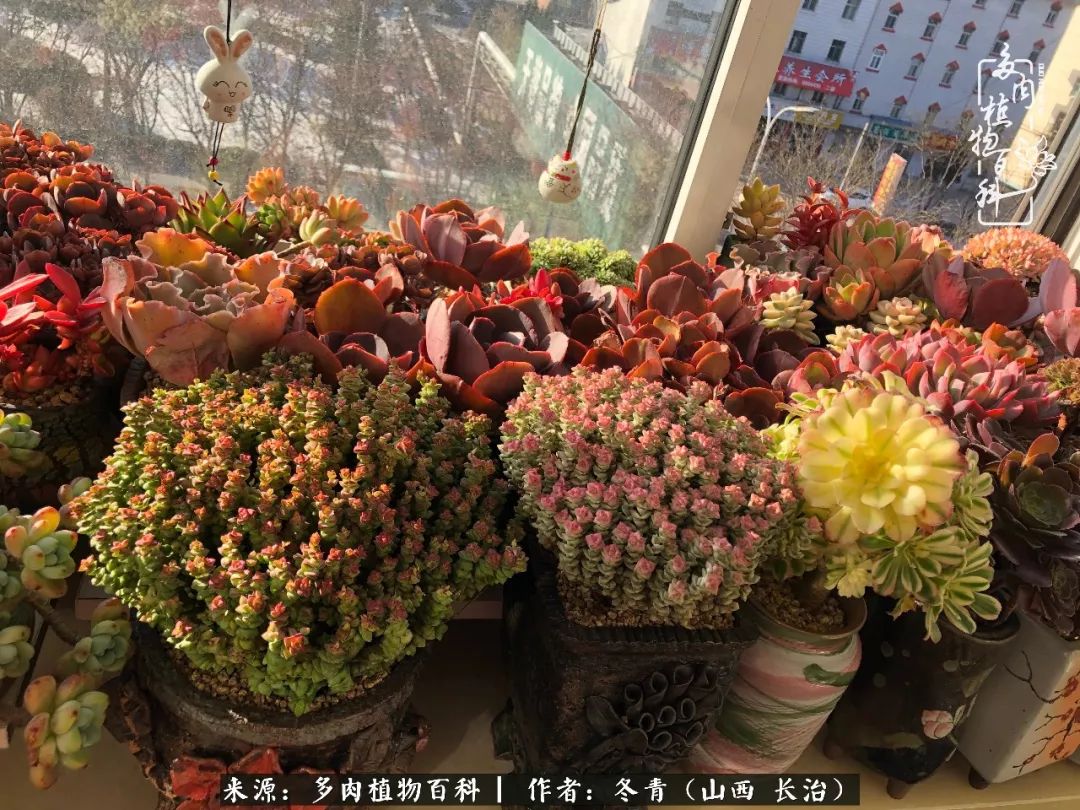 新手养的多肉怎么管理好看,阳台养多肉正确方法