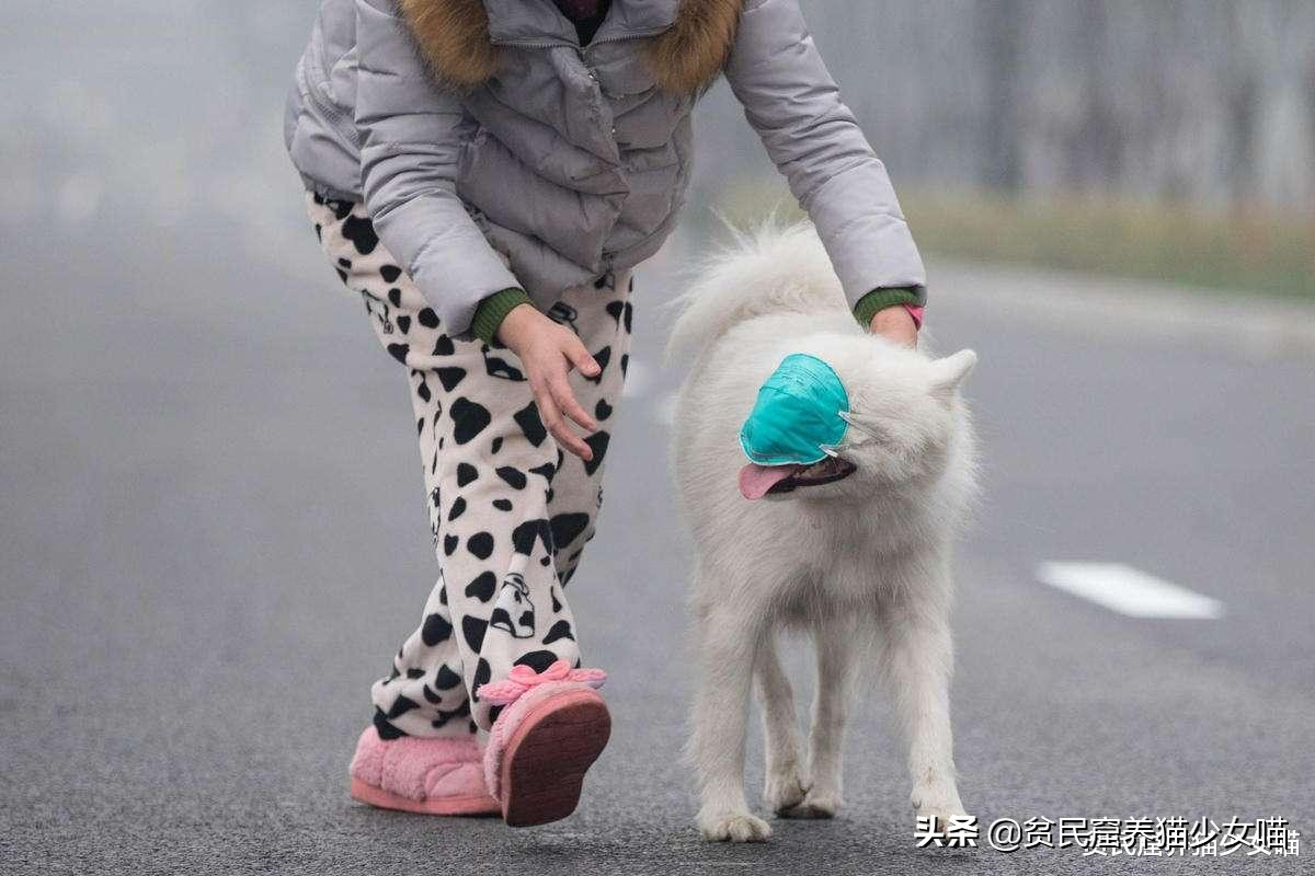 遛狗需要给狗戴口罩吗,疫情情况下遛狗需要给狗戴口罩吗