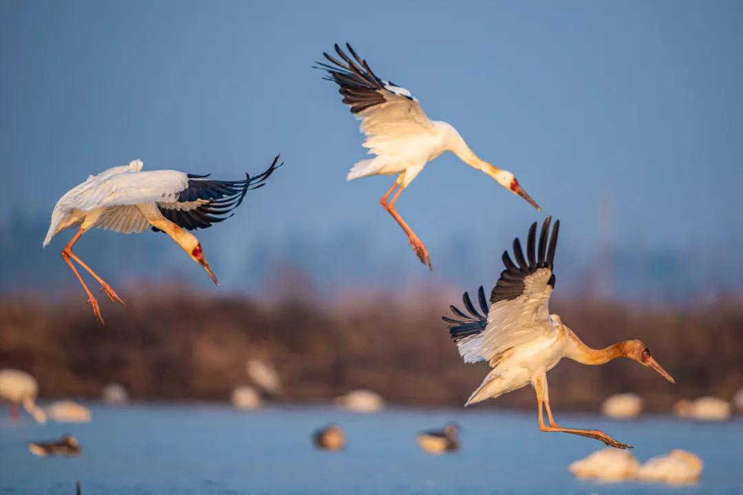 香港第14届全国摄影艺术展,第29届全国摄影艺术展览获奖名单