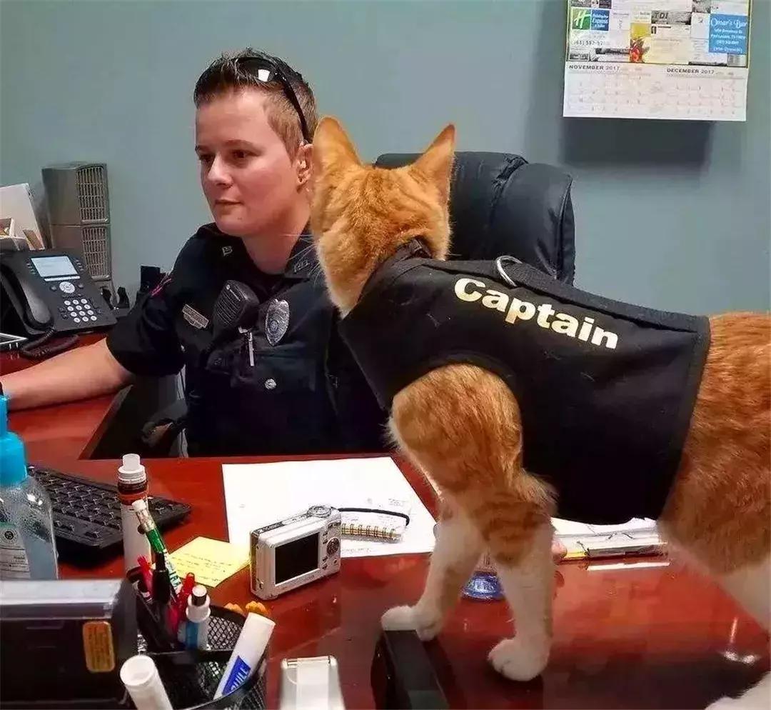 铲屎官教德牧技能,铲屎官怎样训练猫咪抓老鼠