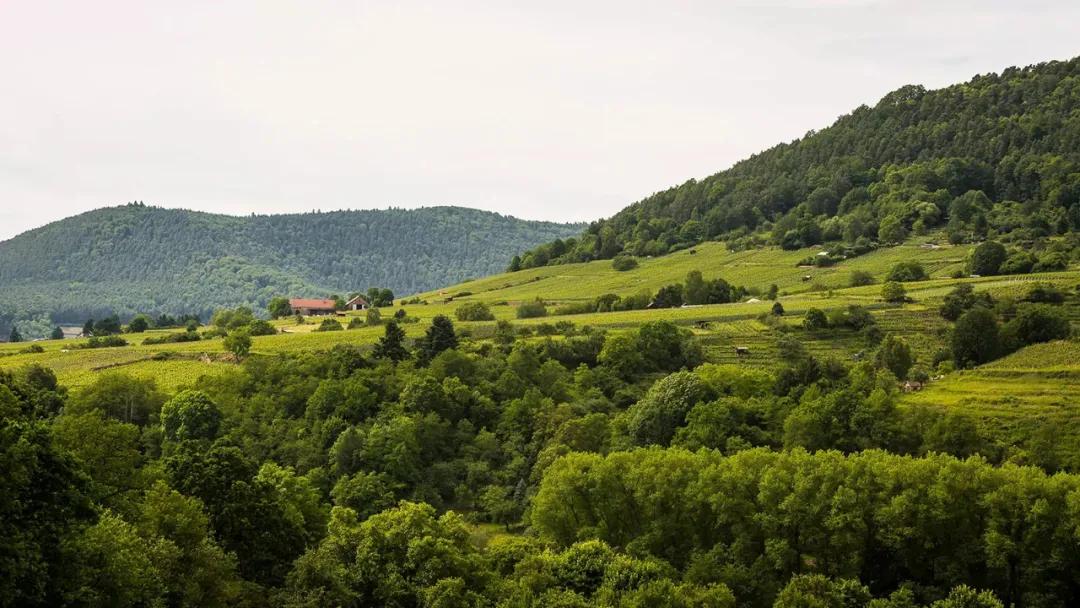 黑皮诺十大代表酒款,黑皮诺酒