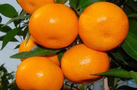 买桔子要挑“扁”的吃，学会这5招，不管哪个品种，都味甜水分足