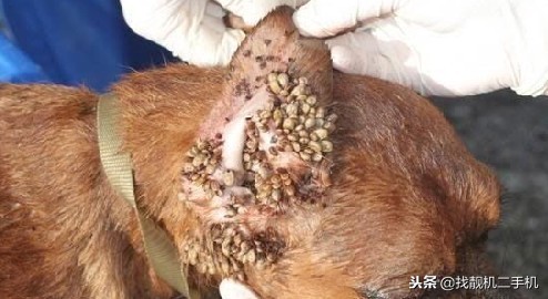 蜱虫紧咬在狗狗身上，到底怎样才能取出来？