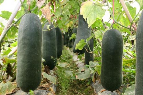 冬瓜亩产,冬瓜怎么管理施肥才能丰收