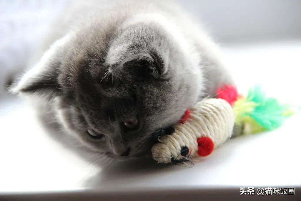 如何让猫咪在猫砂盆里上厕所,怎么让猫咪知道你很爱它