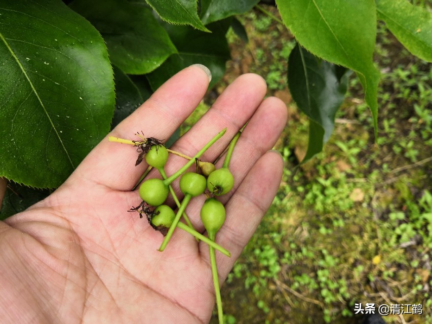 梨子果锈什么原因,梨子果锈怎么去除