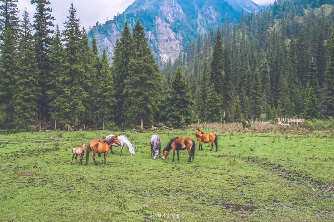 李子柒家乡成旅游景点,李子柒乡愁