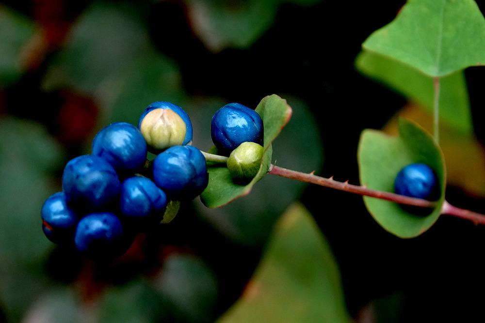 农村的野花野草哪几种可以吃,常见的野花野草却是农家之宝