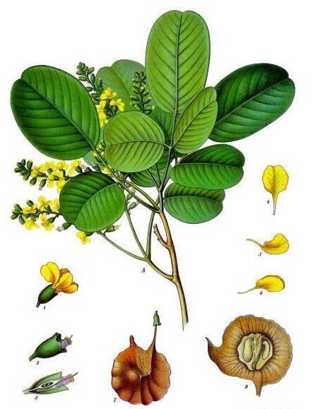 印度小叶紫檀骗局套路,印度小叶紫檀绝迹否