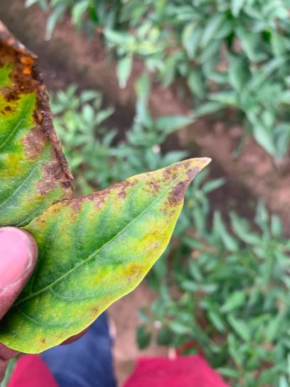 辣椒炭疽病又来了，叶片，果实受害严重？你需要加强以下6项管理