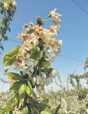 要想种好菜这些常识要牢记,樱桃树怎么种的好