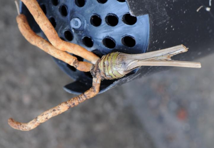 兰花的老芦头芽掉了还有用吗,老芦头的兰花怎么处理