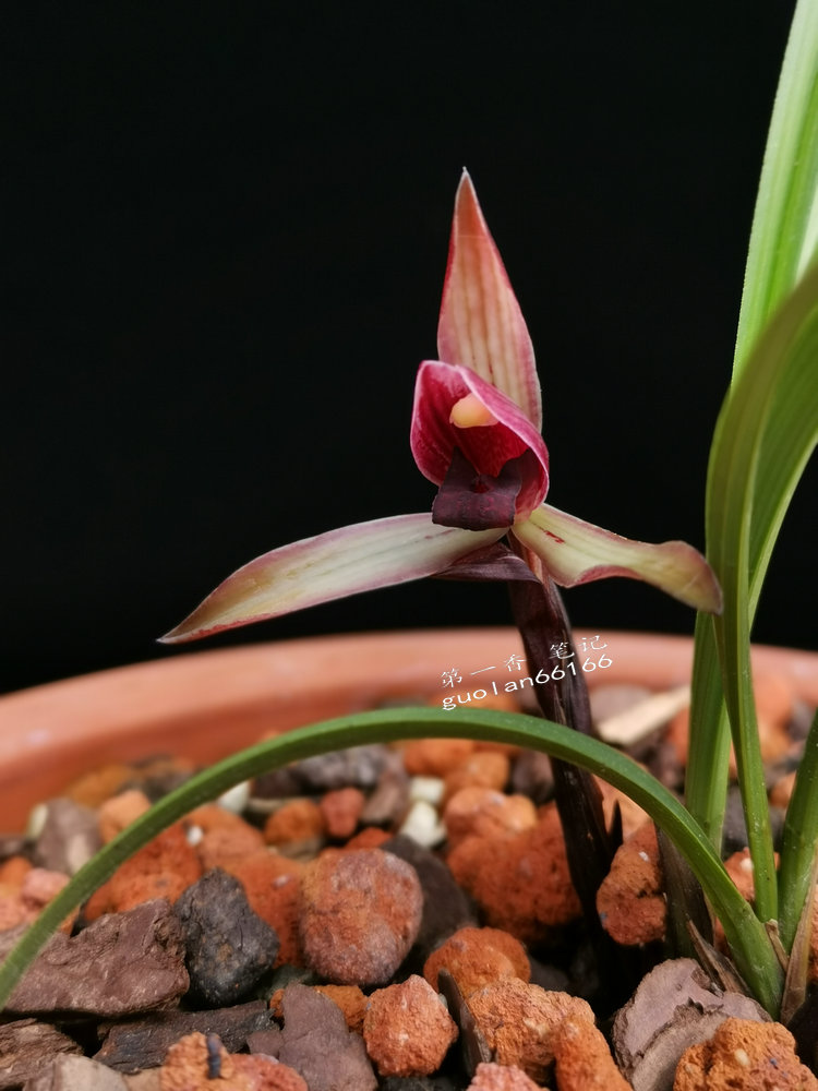 鑺卞紑娆ｈ祻鍥剧墖,鑺卞紑娆ｈ祻