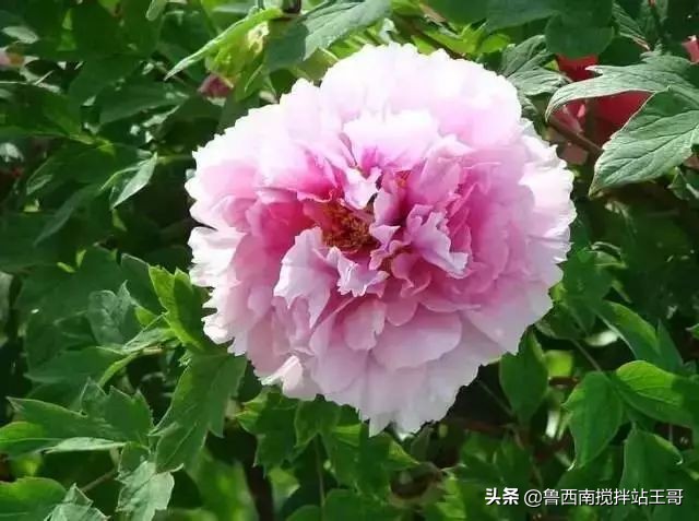 牡丹十大品种九大花系,牡丹进口品种图片及名称