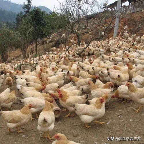 100个农村创业项目赚钱,现在农村干什么挣钱8个项目推荐