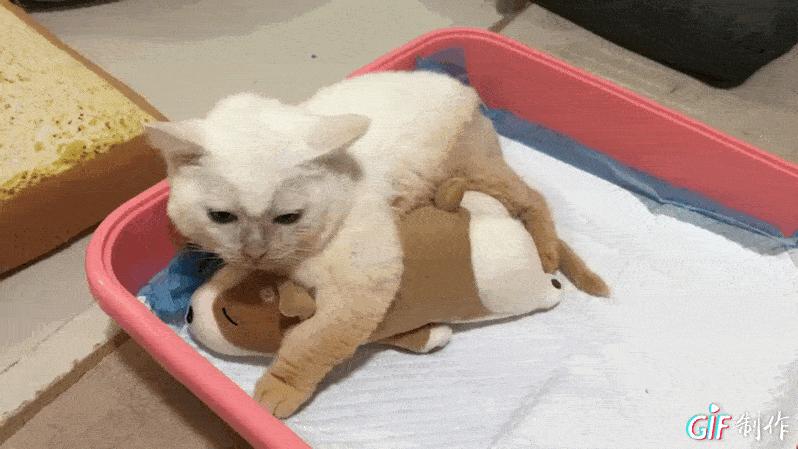 猫咪后肢瘫痪训练方法,给后腿瘫痪的小猫做康复训练