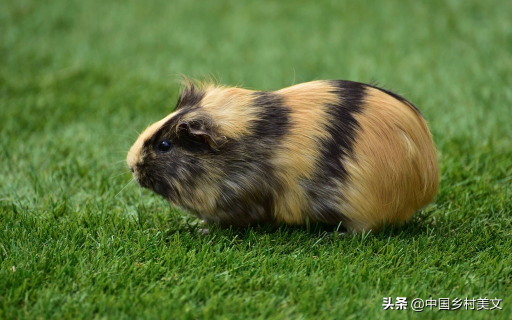 「鼠年说鼠」来看千奇百怪的鼠类，全认识算我输