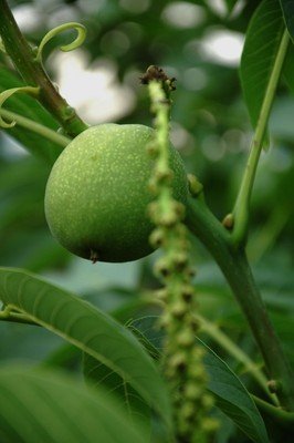 核桃树的果实形状及颜色,核桃树的花与果