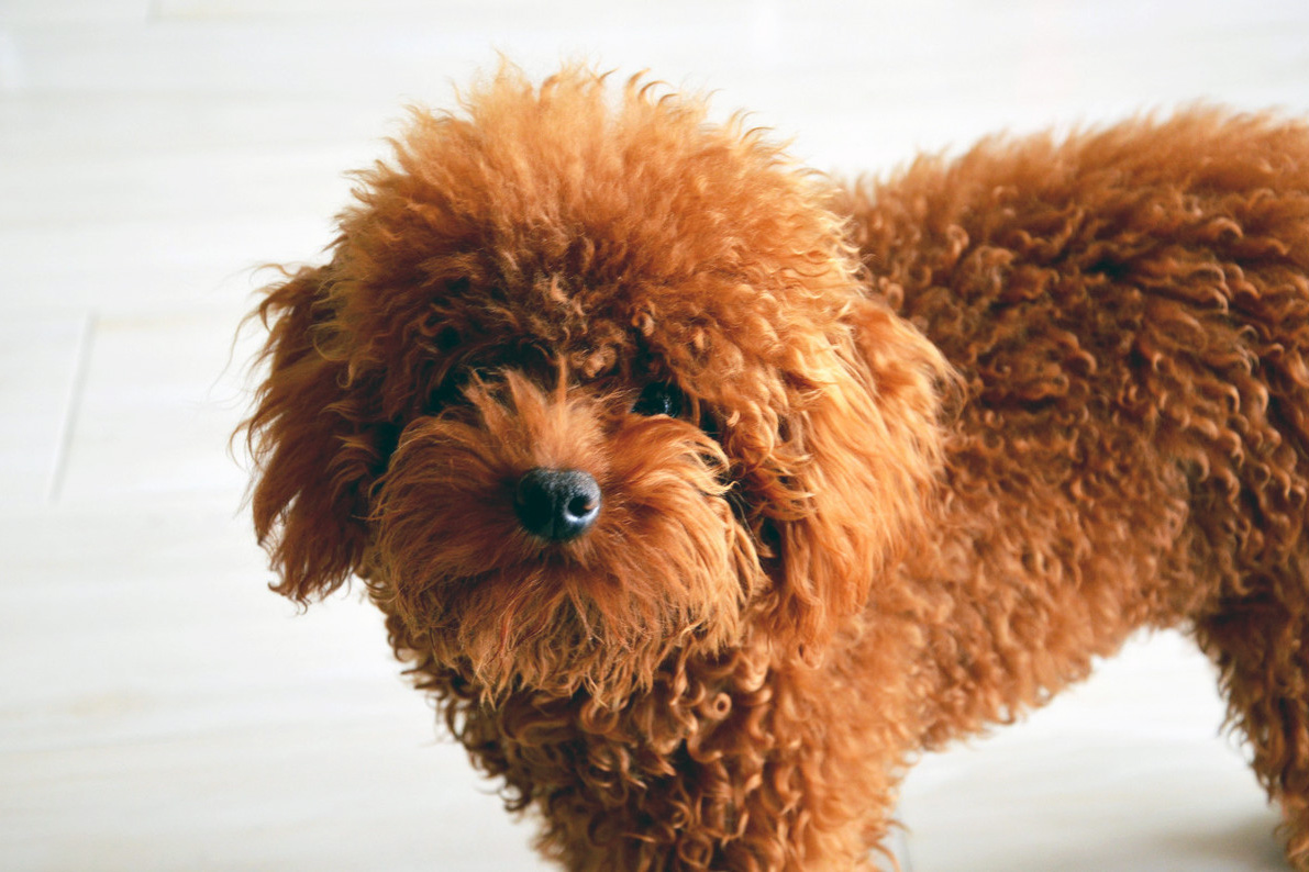 泰迪走失2天,泰迪走失后坐在原地