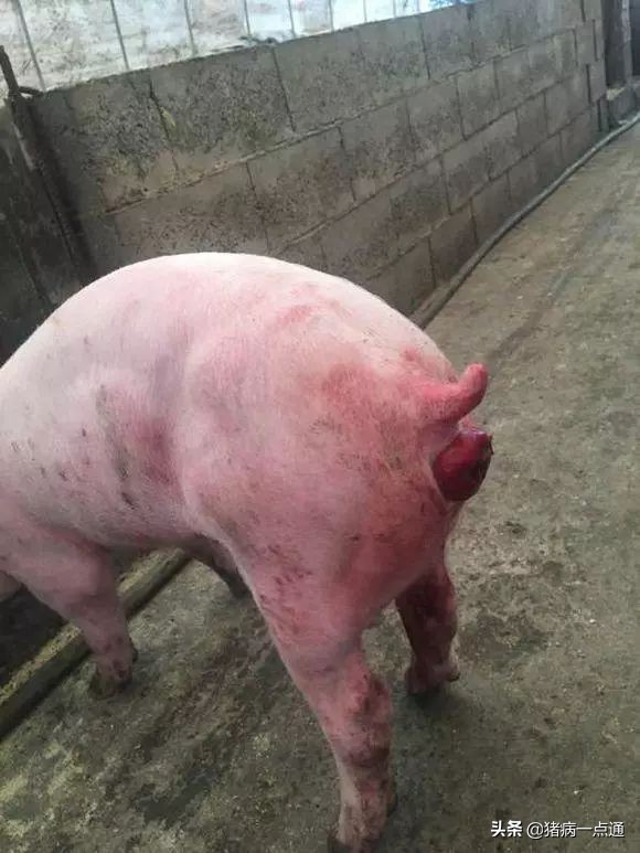 猪翻花及脱肛怎样处理,养猪人猪粪怎么处理