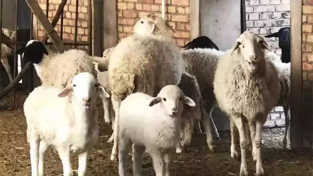 在碧桂园卖房怎么样,碧桂园低价出售房子会怎么样