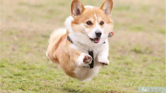 幼崽柯基为什么喜欢舔爪子,柯基幼犬喜欢各种咬怎么办