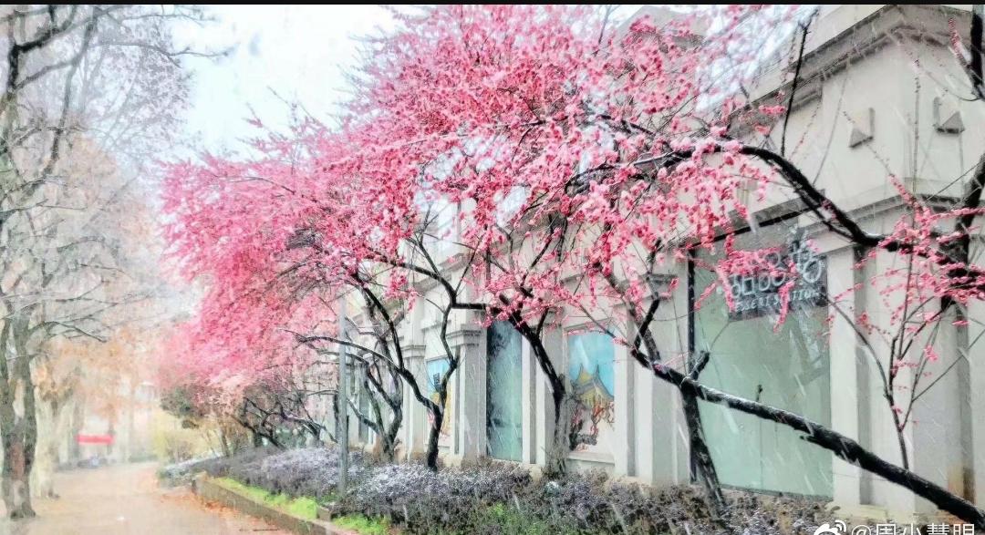 武大樱花与梅花,武大樱花精品欣赏