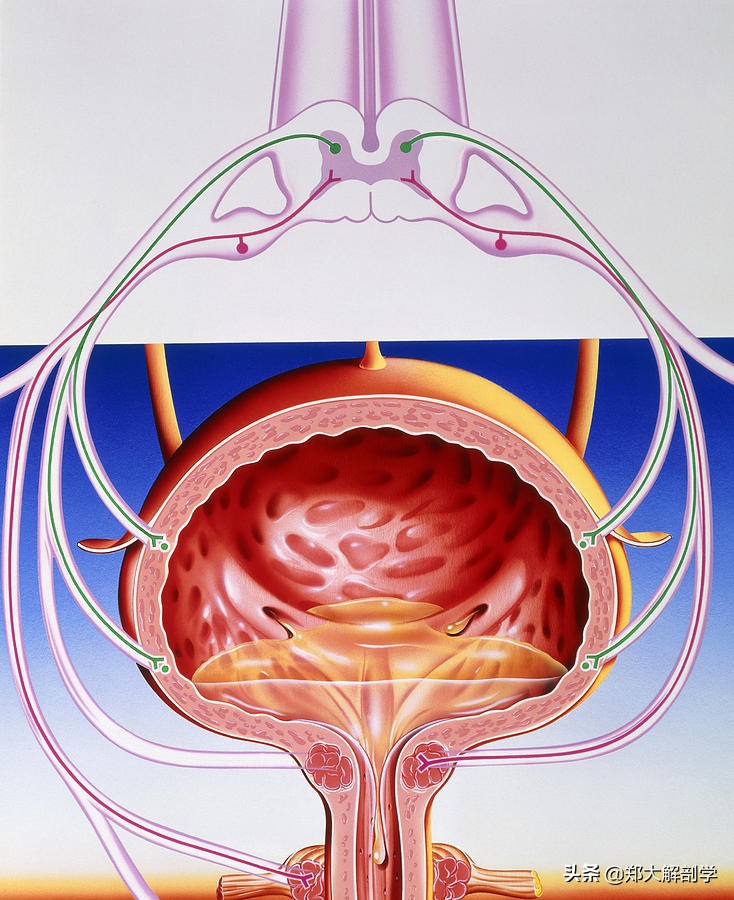 自主神经系统交感神经,自主神经淤堵