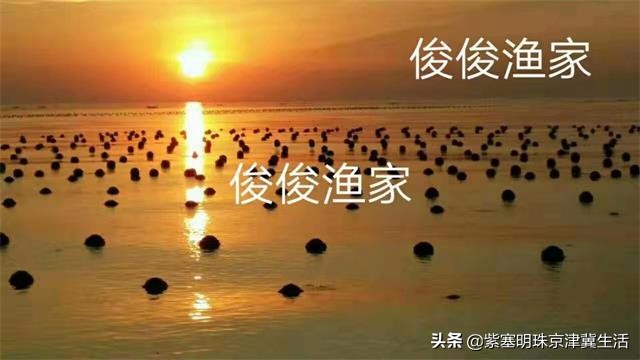 周末海边惬意的休闲生活,大钦岛俊俊渔家和兴达渔家哪个好