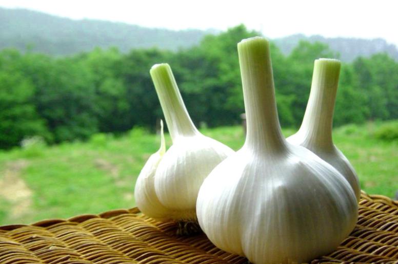 大蒜的常见病害及应对措施,大蒜储藏期主要病害