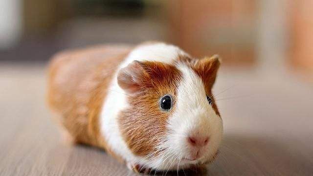 荷兰猪用什么颜色的笼子饲养更好,荷兰猪亲人的饲养方法