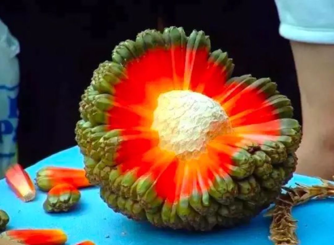 真的是活久见!长成这样居然能吃?