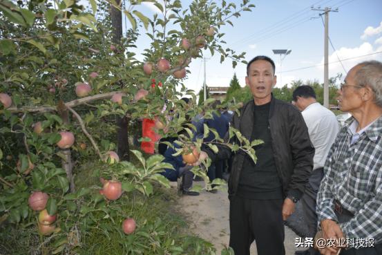不套袋的苹果有市场吗,苹果不套袋是什么样子