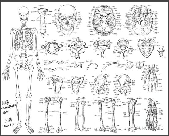 灵魂画手！协和医学生手绘器官解剖图，极具艺术美感，走红网络！