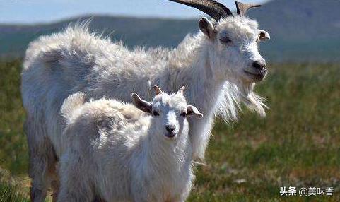 羊疥癣螨病症状治疗和预防方法,羊疥癣的症状和治疗方法