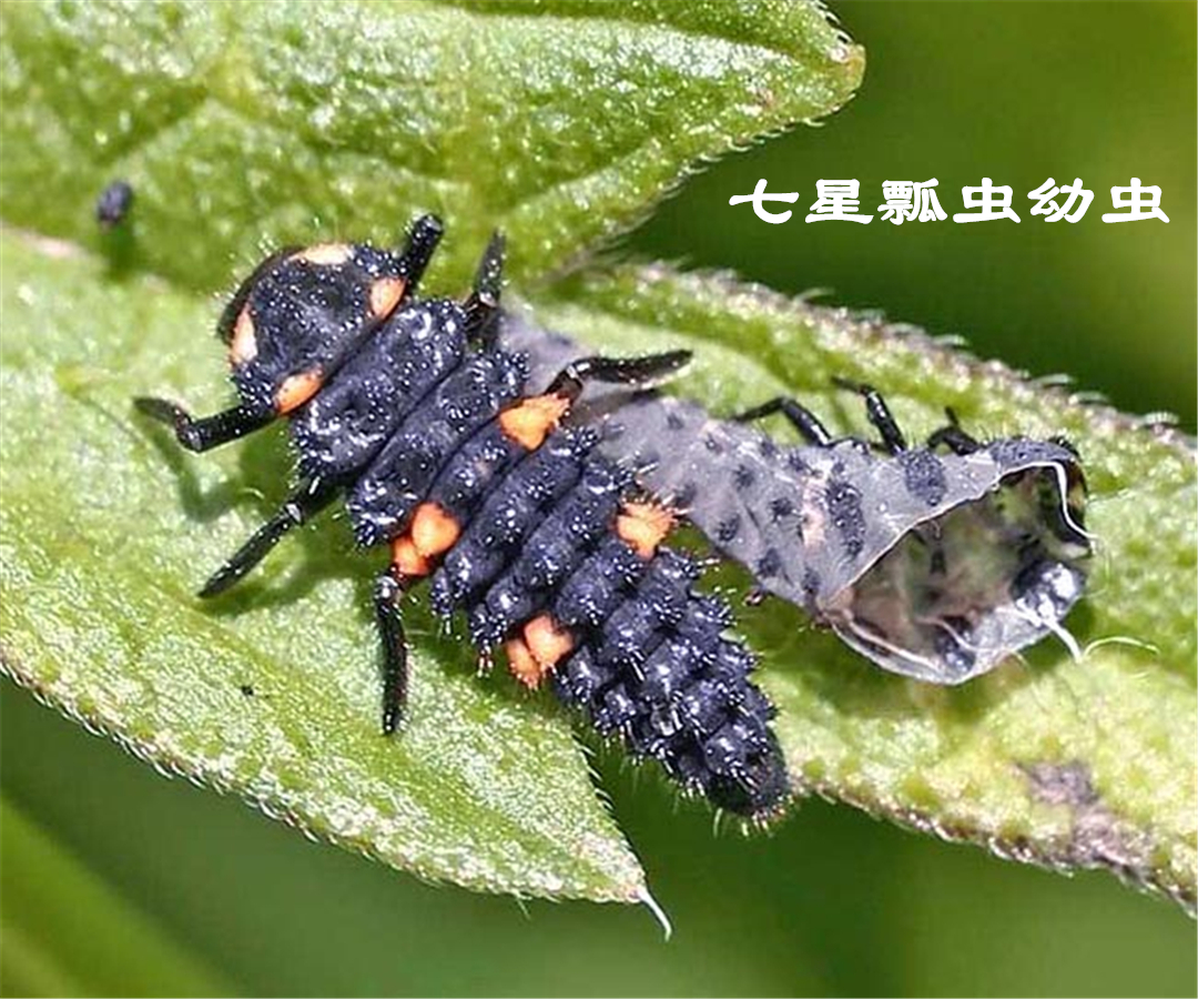 七星瓢虫成虫吃蚜虫,瓢虫幼虫吃蚜虫的过程