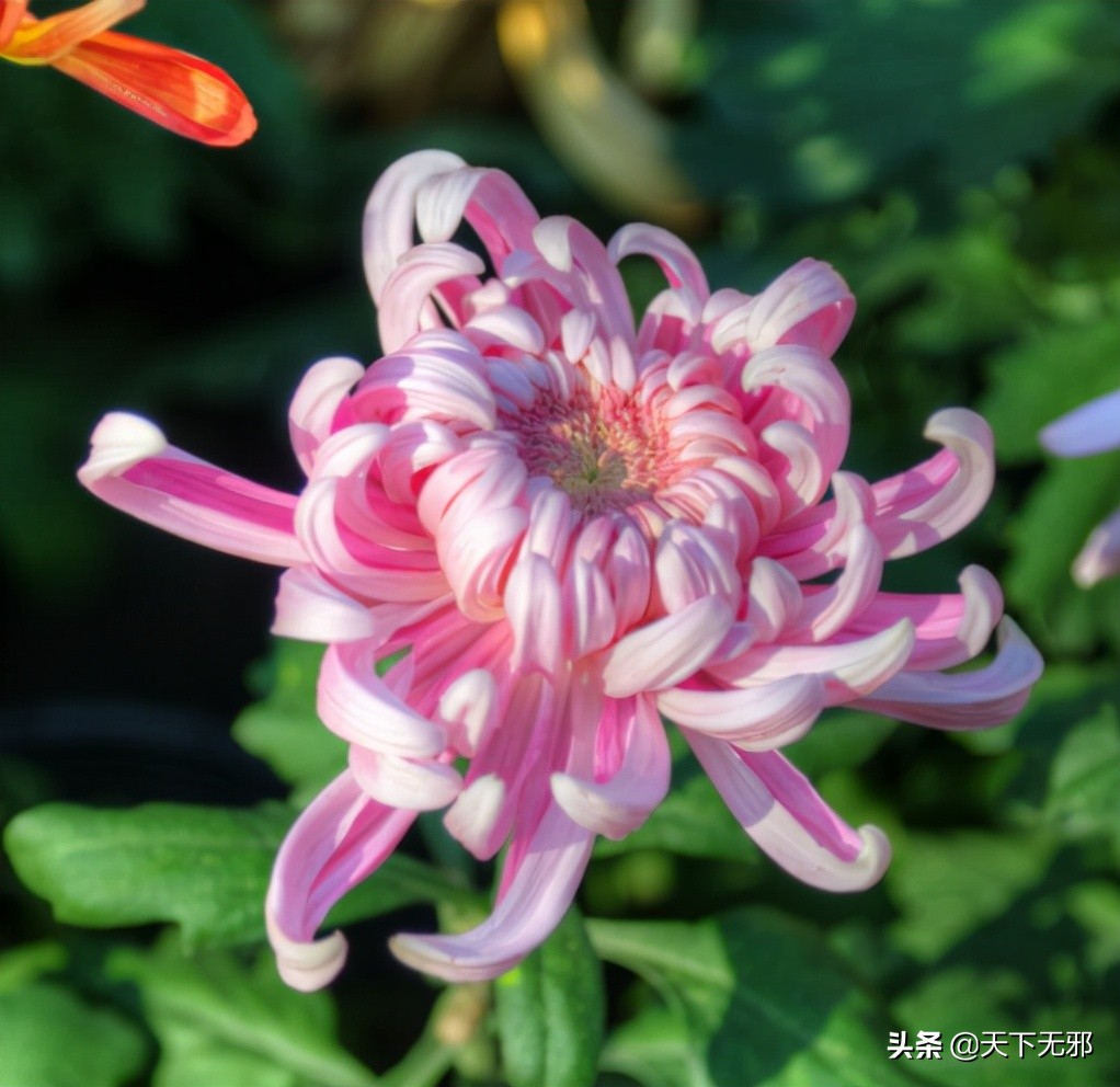 中国科学家对李政道的评价,中国科学史李申书评