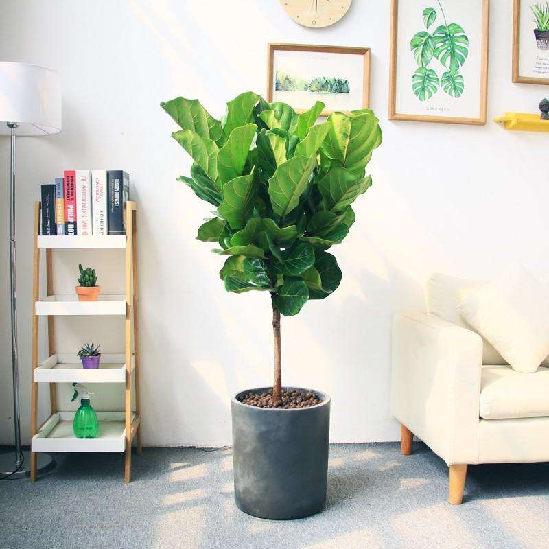 好养易活的室内小盆栽,十种养不死的室内小盆栽