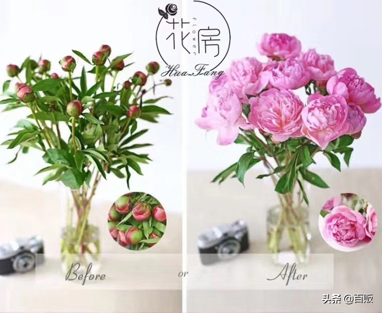 打造森系花房,闹市中的私家庭院花房